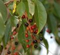 black cherry